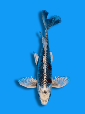 Butterfly Hikari Ochiba | Koi&Co.